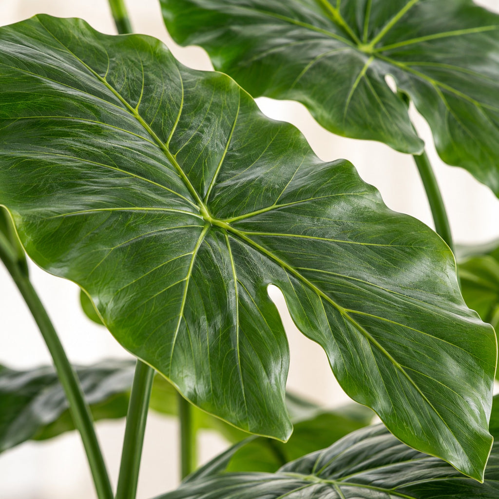 Artificial Alocasia, close-up of the leaves