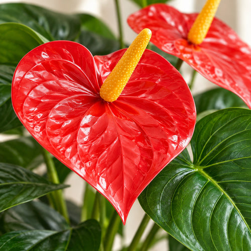 Artificial Anthurium, close-up of the flowers and leaves