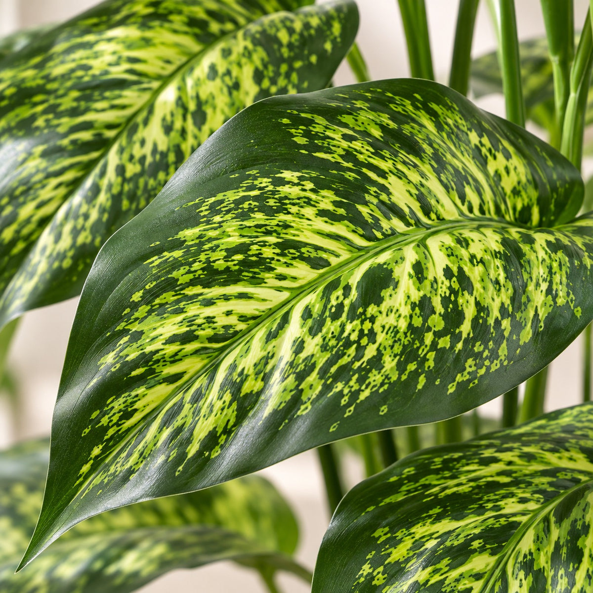 Artificial Dieffenbachia, close-up of the leaves