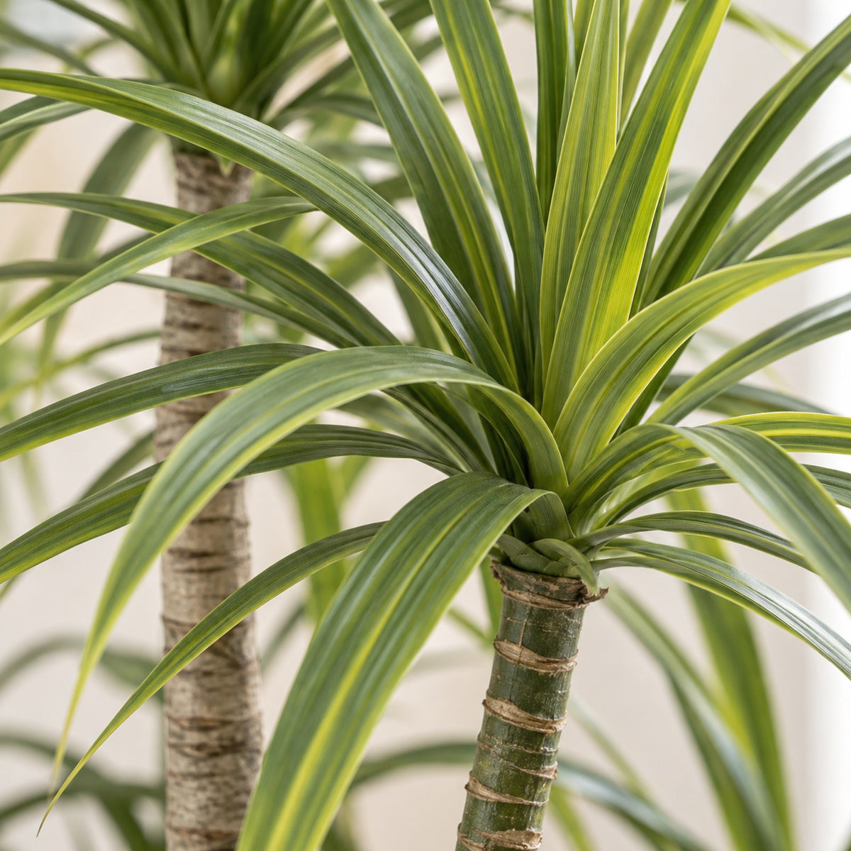 Artificial Dracaena, close-up of the leaves and canes
