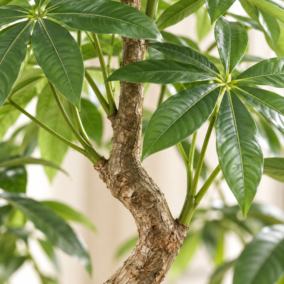 Artificial Money Tree, close-up of the braided trunk and leaves