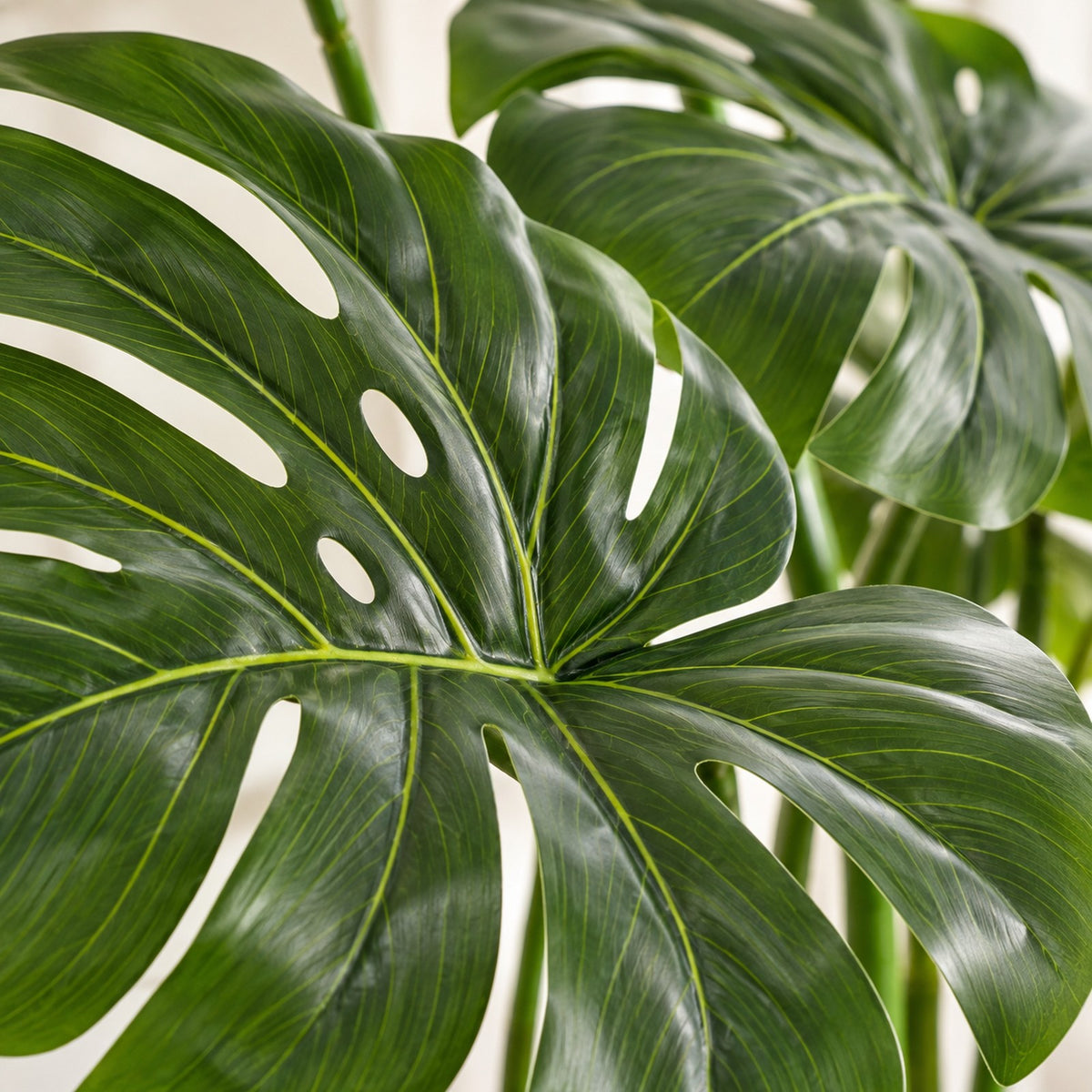 Artificial Monstera Plant, close-up of the leaves