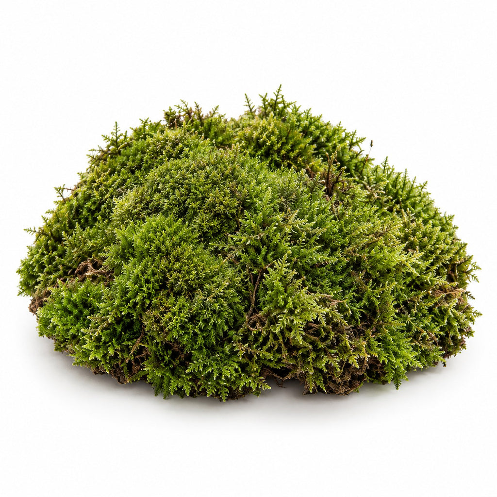 Preserved Forest Moss, studio photo