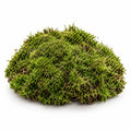 Preserved Forest Moss, studio photo