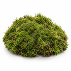 Preserved Forest Moss, studio photo