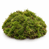 Preserved Forest Moss