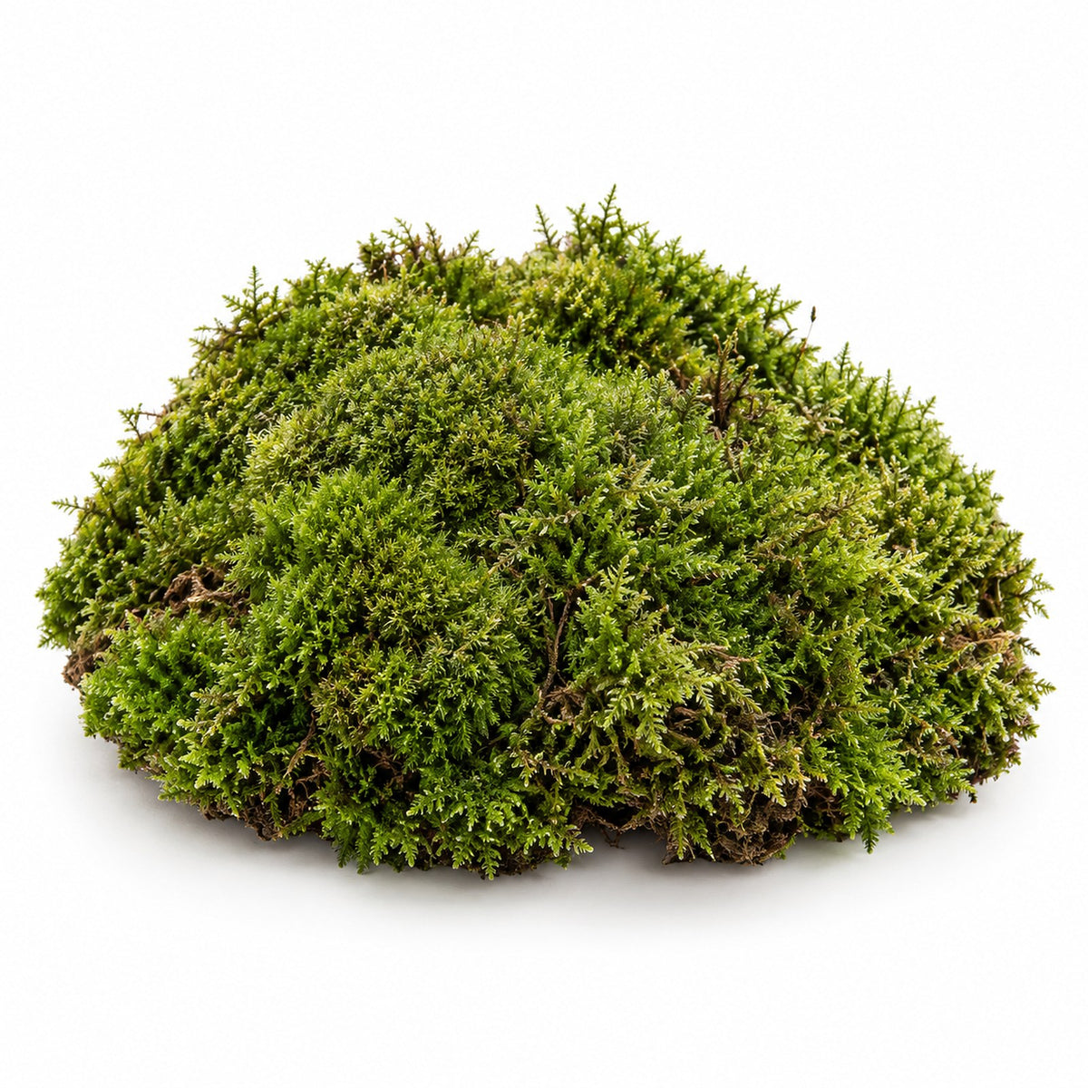 Preserved Forest Moss, studio photo