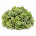 Preserved Reindeer Moss, studio photo