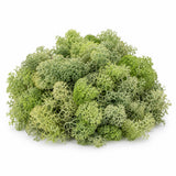 Preserved Reindeer Moss