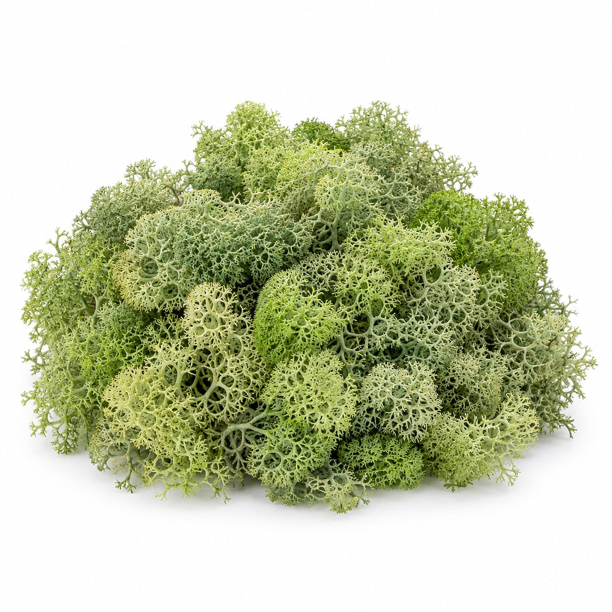 Preserved Reindeer Moss, studio photo